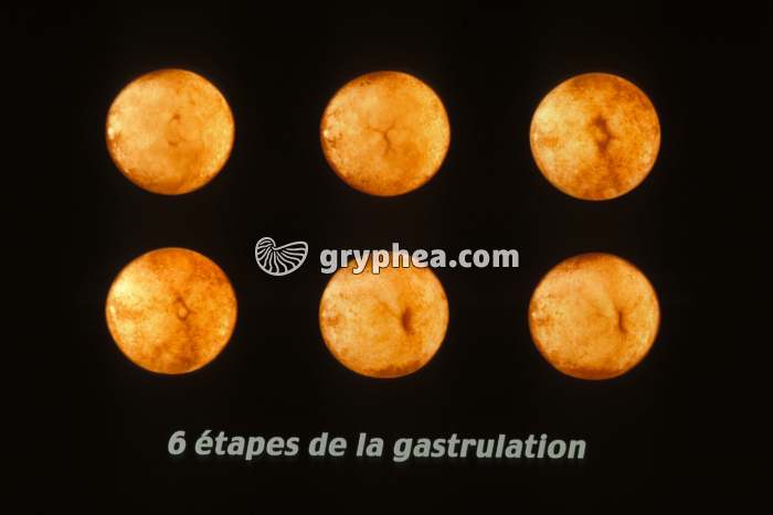 Etapes de la gastrulation d'un embryon de Grenouille - gryphea.com